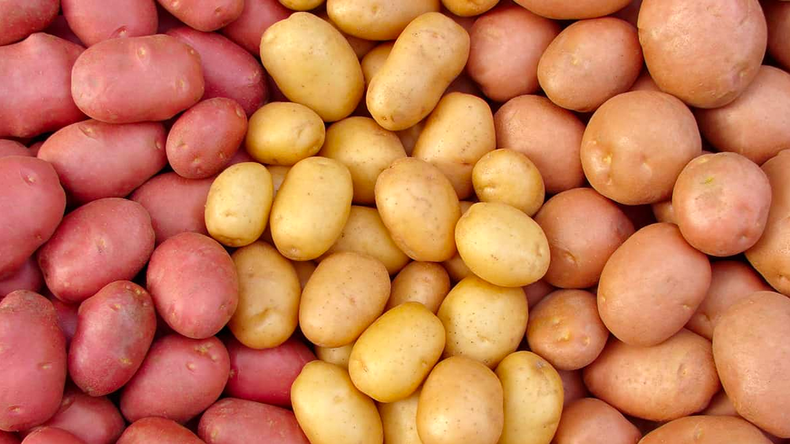 The picture shows a pile of potatoes in different colours and varieties.